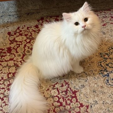 サイベリアン【埼玉県・女の子・2025年3月14日・ホワイト】の写真「美しいホワイト女の子」