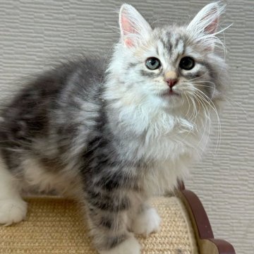 サイベリアン【埼玉県・女の子・2025年7月1日・ブルーシルバータビー&ホワイト】の写真「世界チャンピオン血統🏆 フワフワ可愛い女の子」