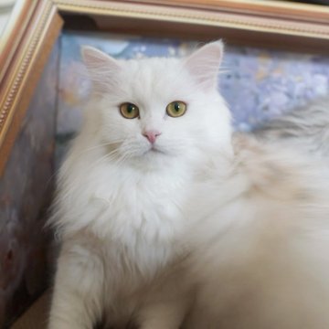 サイベリアン【埼玉県・女の子・2024年7月23日・ホワイト】の写真「🇷🇺両親外産、🏆チャンピオン血統」