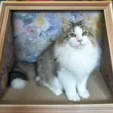 サイベリアン【埼玉県・男の子・2024年10月26日・ブラウンタビー&ホワイト】の写真1