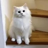 サイベリアン【埼玉県・女の子・2025年3月14日・ホワイト】の写真1