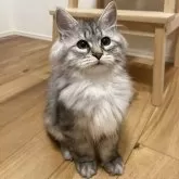 サイベリアン