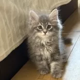 サイベリアン