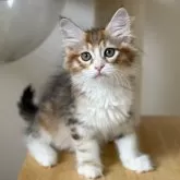 サイベリアン