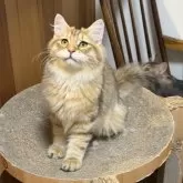 サイベリアン