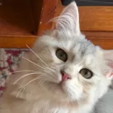 サイベリアン