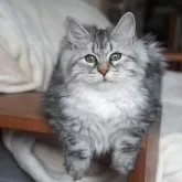 サイベリアン【埼玉県・女の子・2025年7月1日・クラシックシルバータビー】の写真1