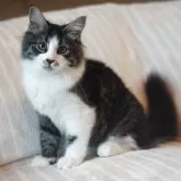 サイベリアン【埼玉県・男の子・2025年5月21日・ブラウンタビー&ホワイト】の写真1