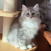 サイベリアン