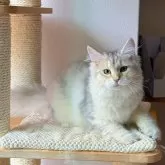 サイベリアン