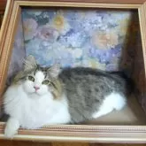 サイベリアン【埼玉県・男の子・2024年10月26日・ブラウンタビー&ホワイト】の写真2