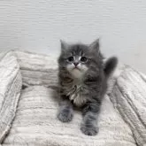 サイベリアン【埼玉県・男の子・2025年5月5日・ブルータビー】の写真8