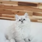 サイベリアン【埼玉県・女の子・2025年9月25日・ブルーポイントタビー&ホワイト】の写真6