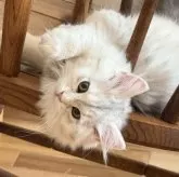 サイベリアン【埼玉県・女の子・2025年5月5日・バイメタル】の写真10