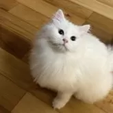 サイベリアン【埼玉県・女の子・2025年3月14日・ホワイト】の写真2