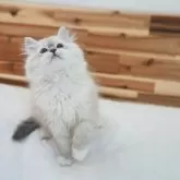 サイベリアン【埼玉県・女の子・2025年9月25日・ブルーポイントタビー&ホワイト】の写真7