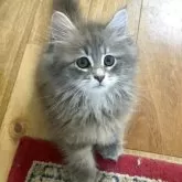 サイベリアン【埼玉県・男の子・2025年5月5日・ブルータビー】の写真2