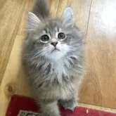 サイベリアン【埼玉県・男の子・2025年5月5日・ブルータビー】の写真4