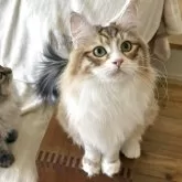 サイベリアン【埼玉県・男の子・2025年4月2日・ゴールデンタビー&ホワイト】の写真9