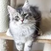 サイベリアン【埼玉県・男の子・2025年5月5日・ブルーシルバータビー】の写真6