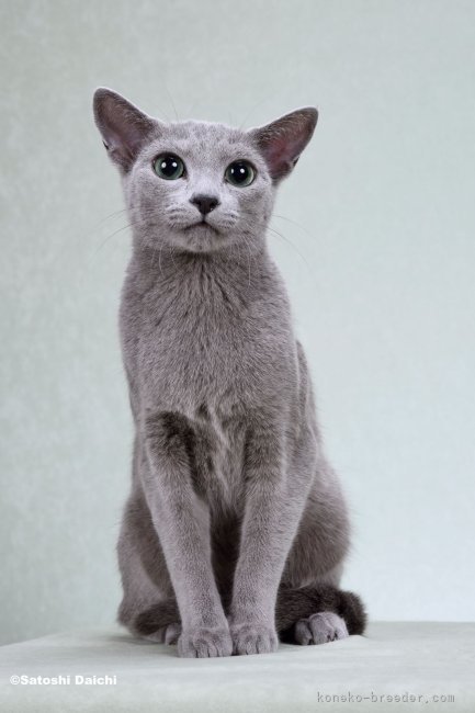 澤近　美帆(さわちか　みほ)ブリーダー(東京都・ロシアンブルー・CFA登録)の紹介写真8