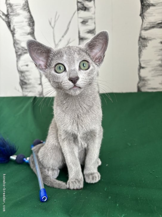 澤近美帆ブリーダーのブログ：🏆1Show Grand Champion🏆