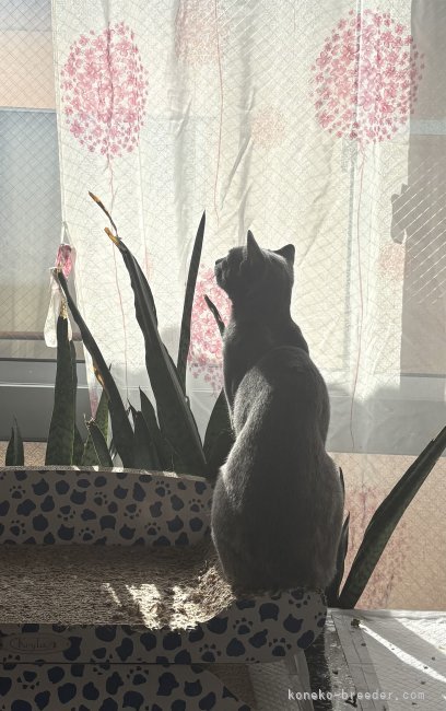 澤近美帆ブリーダーのブログ：小春日和