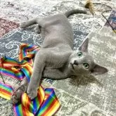 ロシアンブルー【東京都・男の子・2025年3月5日・ブルー】の写真6