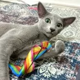 ロシアンブルー