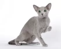 ロシアンブルー【東京都・女の子・2025年3月5日・ブルー】の写真6