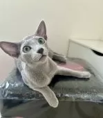 ロシアンブルー【東京都・男の子・2025年3月5日・ブルー】の写真3