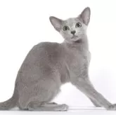 ロシアンブルー【東京都・女の子・2025年3月5日・ブルー】の写真4