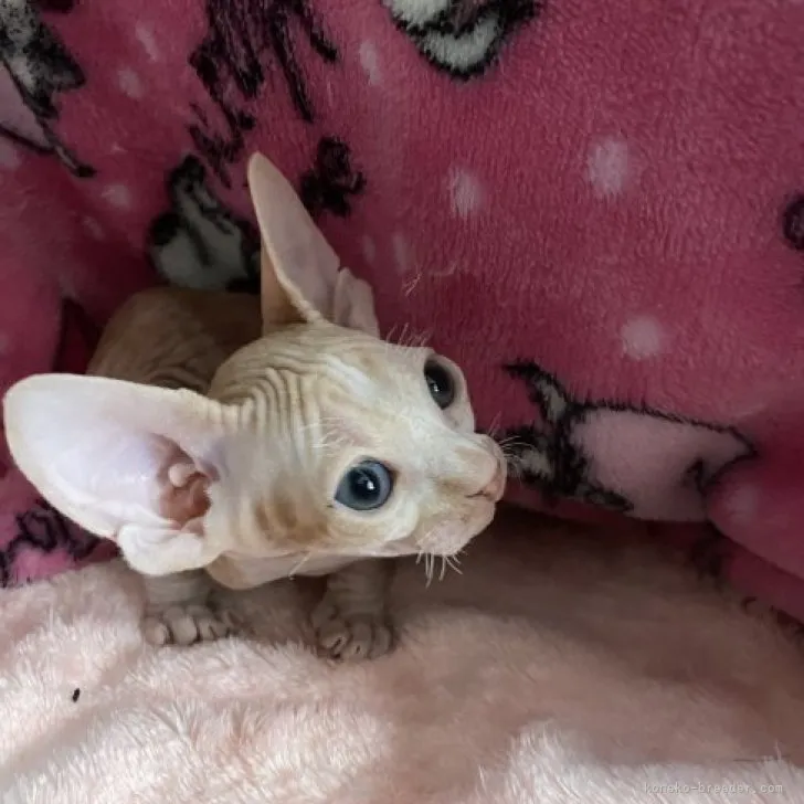ID:2305-01523の子猫