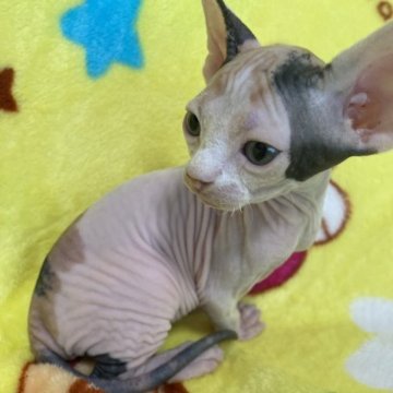 スフィンクス【愛知県・女の子・2023年4月9日・キャリコ】の写真「母親に似てスラッとした顔つきでとても甘えん坊です」