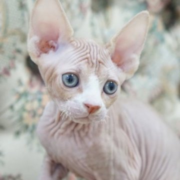スフィンクス【愛知県・男の子・2023年3月21日・レッド&ホワイト】の写真「ゆったりした性格の甘えん坊さんです。」