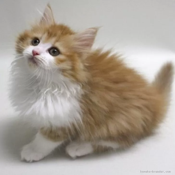 ID:2406-01942の子猫