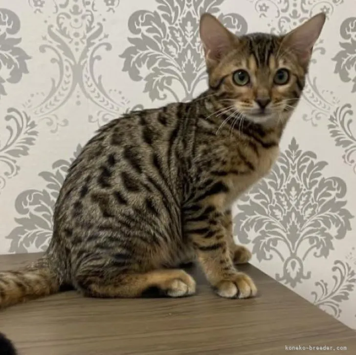 ID:2305-01772の子猫