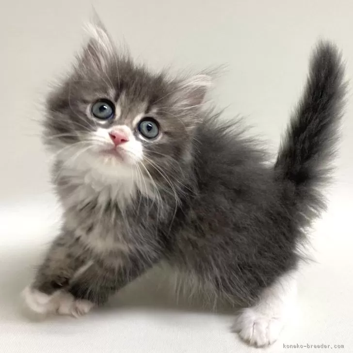ID：2406-01042の子猫