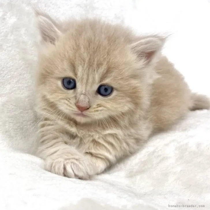 ID：2310-02472の子猫