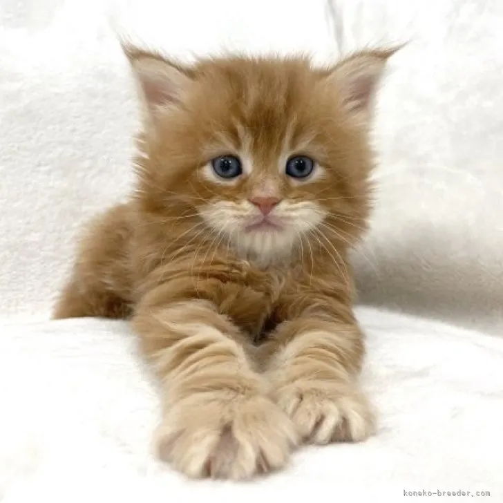 ID:2310-00921の子猫