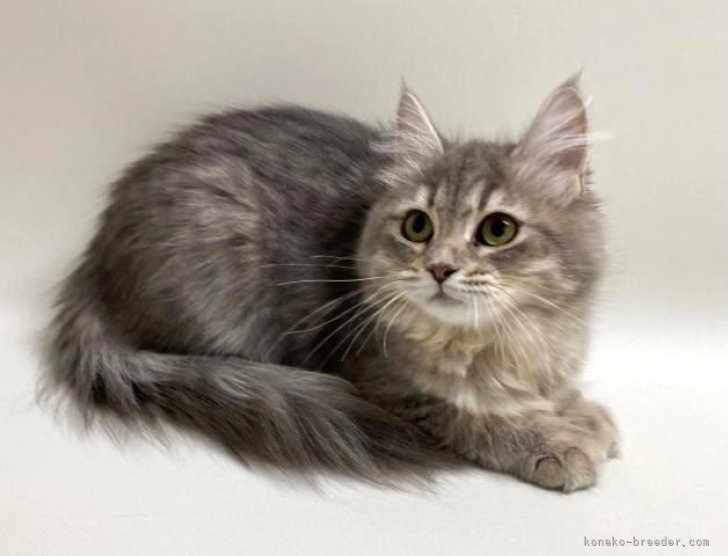 サイベリアン【・女の子・2023年11月2日・ブルータビー】