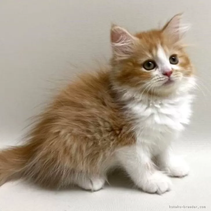 R.S 様のお迎えした子猫