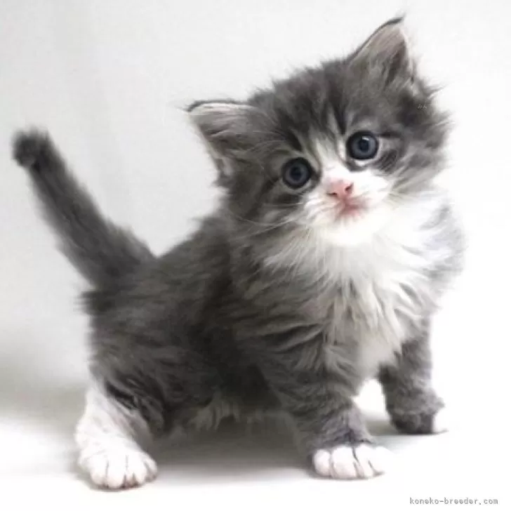 ID:2405-03282の子猫