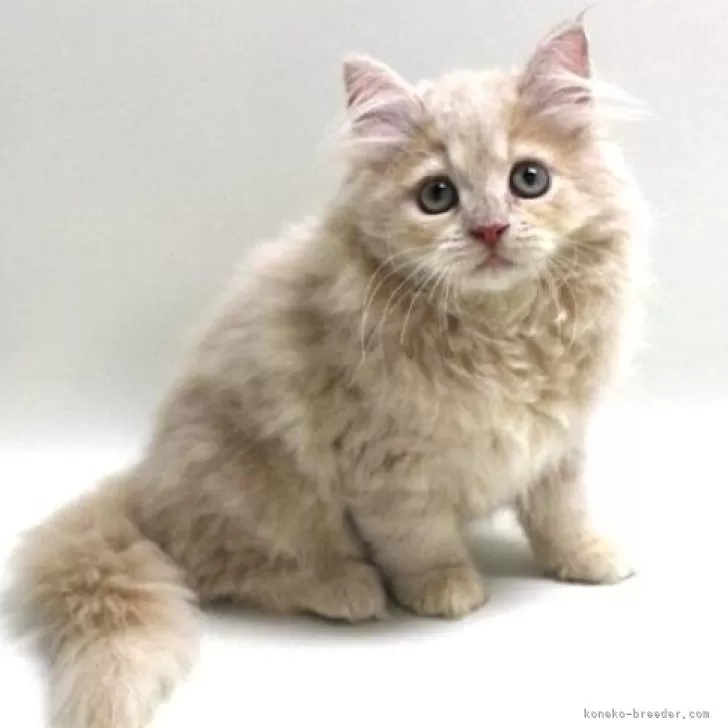 ID：2410-00052の子猫