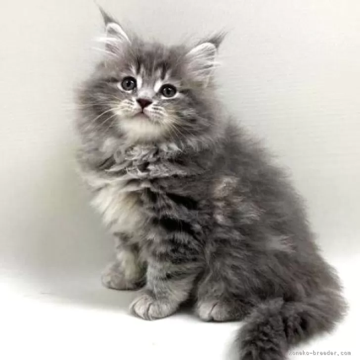 ID：2502-00292の子猫