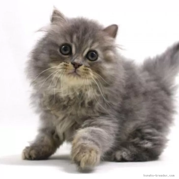 ID：2501-00614の子猫