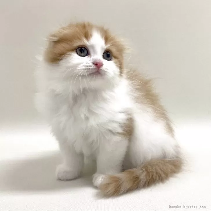 モッチー 様のお迎えした子猫