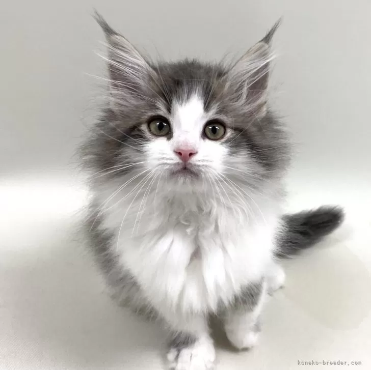 きぃ 様のお迎えした子猫