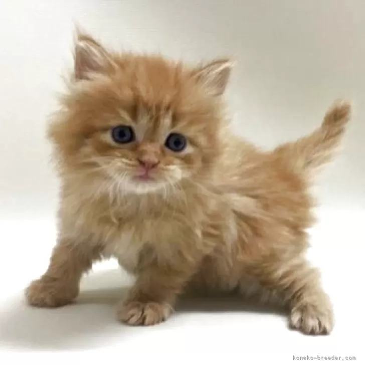 サイベリアン【埼玉県・男の子・2025年10月17日・レッドタビー】の写真1