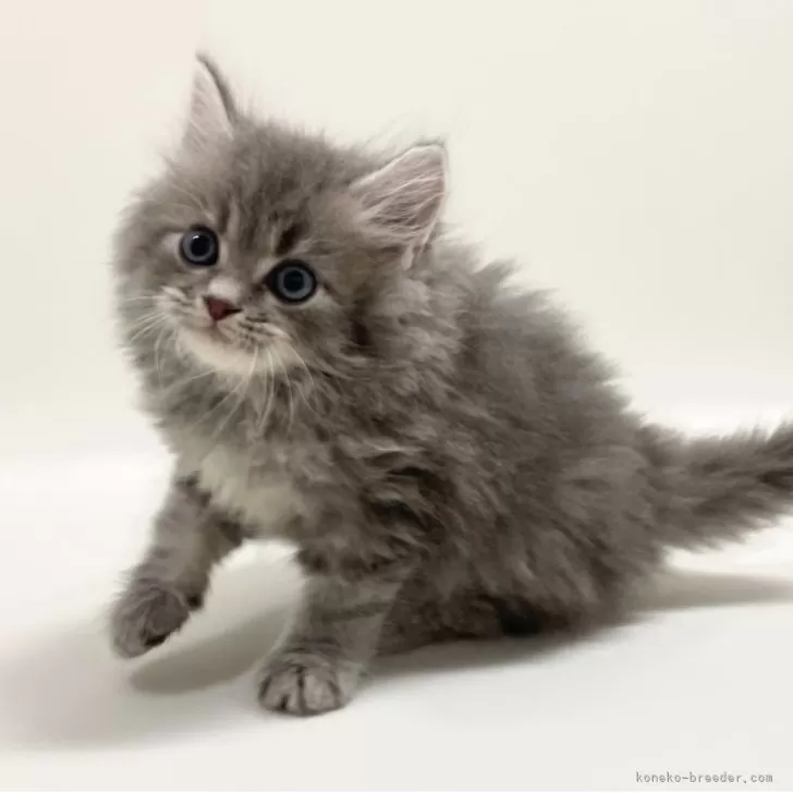 ID：2509-01667の子猫